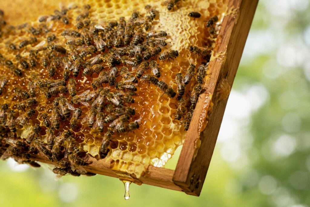 Des abeilles s'activant sur un cadre de ruche alvéolé d'où s'écoule une goutte de miel doré, une illustration idéale de l'artisanat derrière une étiquette d’apiculteur personnalisée.